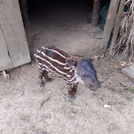 Imagem padrão