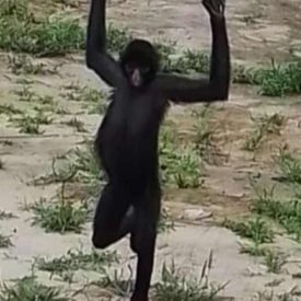 Imagem padrão